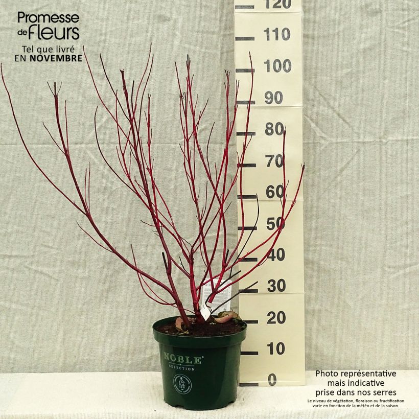 Exemplar von Cornus alba Baton Rouge - Tatarischer Hartriegel Topf mit 4L/5L wie im Herbst geliefert