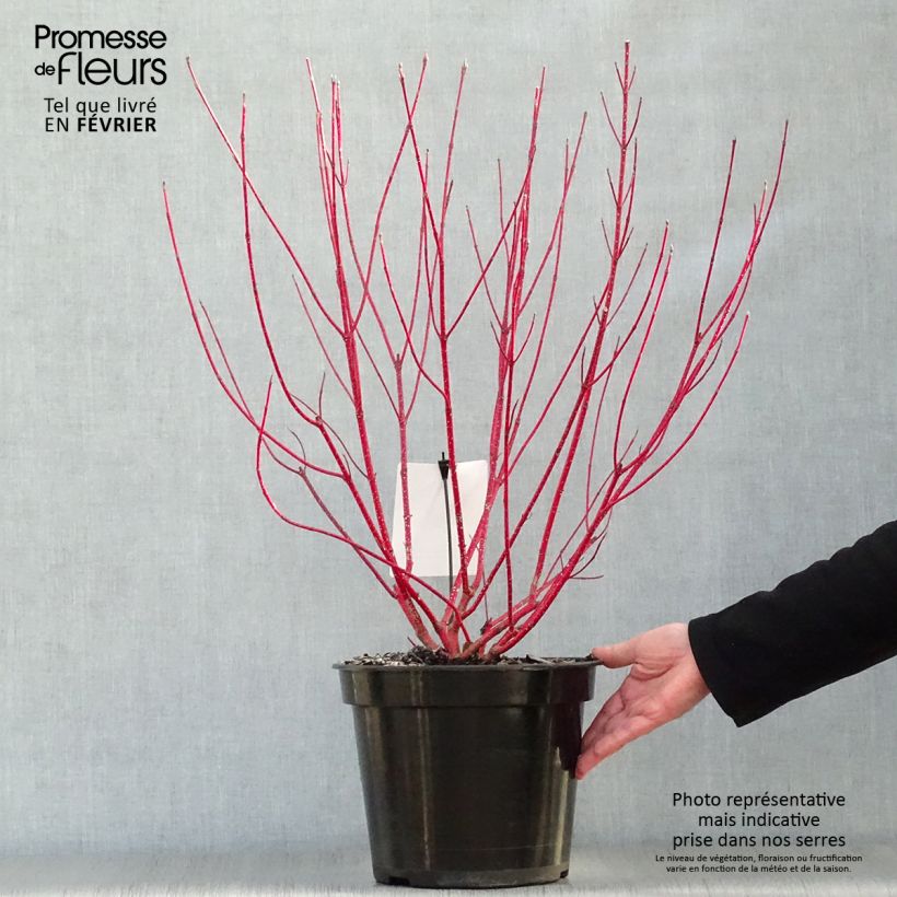 Exemplar von Cornus alba Baton Rouge - Tatarischer Hartriegel Topf mit 4L/5L wie im Winter geliefert