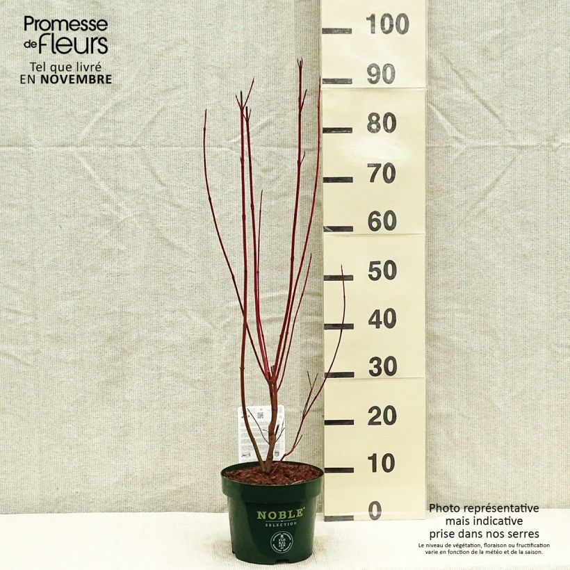 Exemplar von Cornus alba Baton Rouge - Tatarischer Hartriegel Topf mit 2L/3L wie im Herbst geliefert
