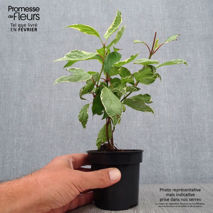 Exemplar von Cornus alba Cream Cracker - Tatarischer Hartriegel Topf 10 cm/11cm wie im Herbst geliefert