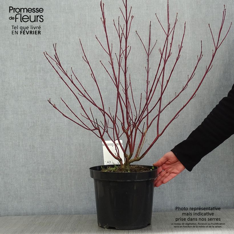Exemplar von Cornus alba Cream Cracker - Tatarischer Hartriegel Topf mit 7,5L/10L wie im Winter geliefert