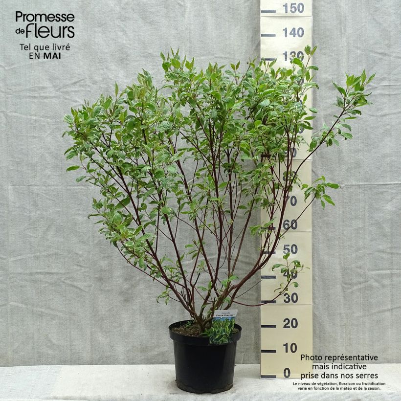 Exemplar von Cornus alba Cream Cracker - Tatarischer Hartriegel Topf mit 7,5L/10L wie im Frühjahr geliefert