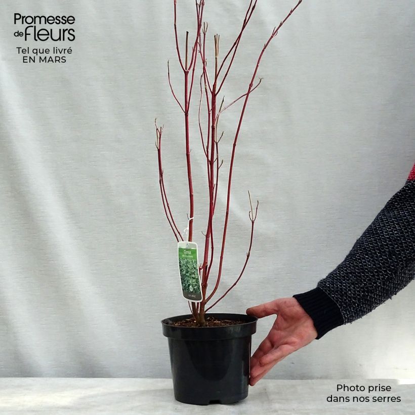 Exemplar von Cornus alba Elegantissima - Tatarischer Hartriegel Topf mit 7,5L/10L wie im Frühjahr geliefert