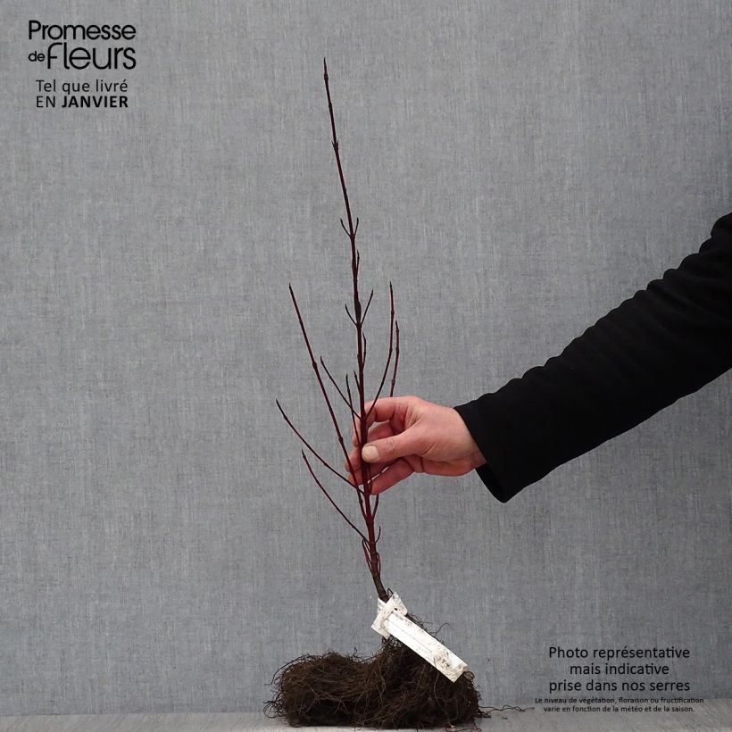 Exemplar von Cornus alba Elegantissima - Tatarischer Hartriegel Wurzelnackt wie im Winter geliefert