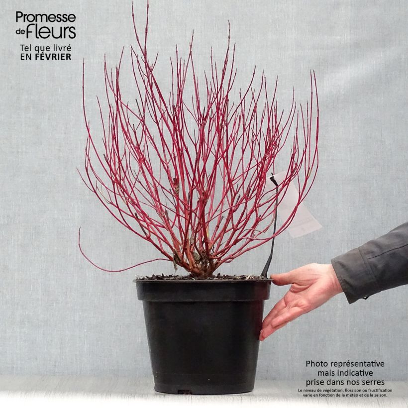 Exemplar von Cornus alba Ivory Halo - Tatarischer Hartriegel Topf mit 7,5L/10L wie im Winter geliefert