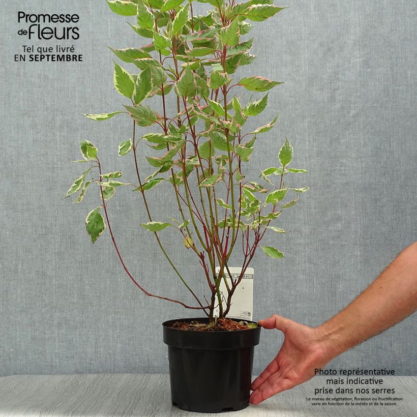 Exemplar von Cornus alba Miracle - Tatarischer Hartriegel Topf mit 3L/4L wie im Herbst geliefert