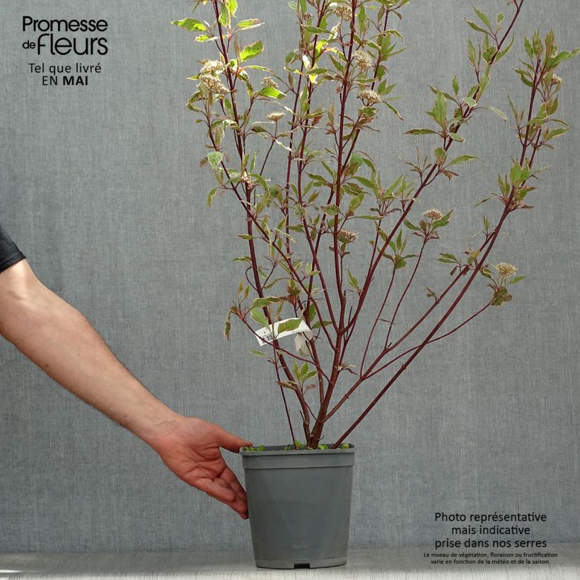 Exemplar von Cornus alba Miracle - Tatarischer Hartriegel Topf mit 3L/4L wie im Frühjahr geliefert