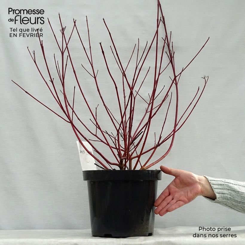 Exemplar von Cornus alba Siberian Pearls - Tatarischer Hartriegel Topf mit 7,5L/10L wie im Winter geliefert
