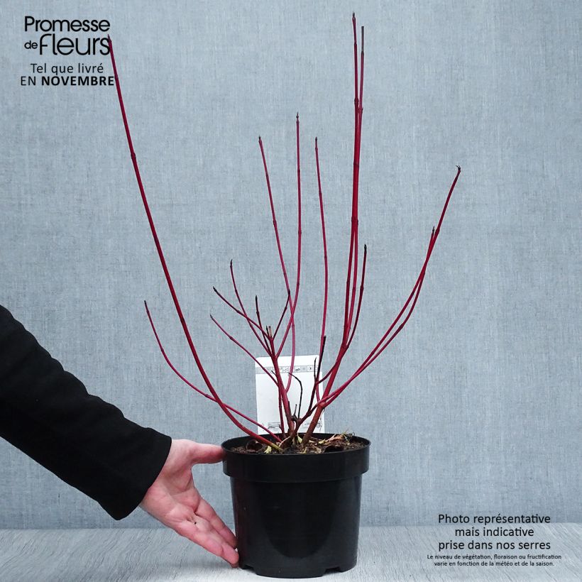 Exemplar von Cornus alba Siberian Pearls - Tatarischer Hartriegel Topf mit 3L/4L wie im Herbst geliefert