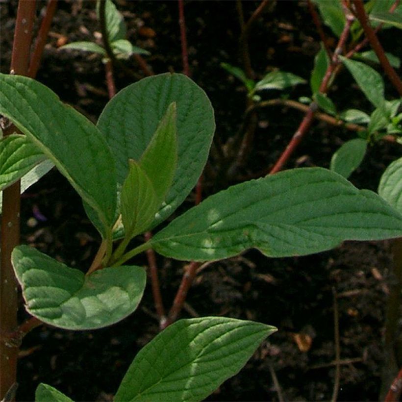 Cornus alba Sibirica - Tatarischer Hartriegel (Laub)