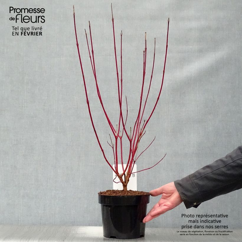 Exemplar von Cornus alba Sibirica - Tatarischer Hartriegel Topf mit 2L/3L wie im Winter geliefert