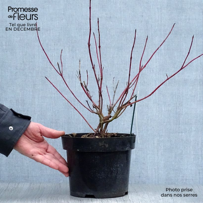 Exemplar von Cornus alba Sibirica Variegata - Tatarischer Hartriegel Topf mit 2L/3L wie im Winter geliefert