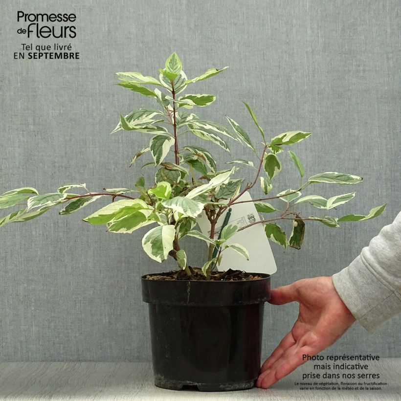 Exemplar von Cornus alba Sibirica Variegata - Tatarischer Hartriegel Topf mit 2L/3L wie im Herbst geliefert
