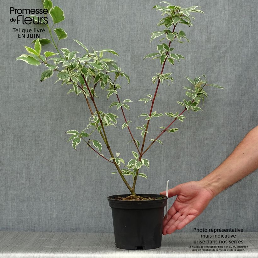 Exemplar von Cornus alba Sibirica Variegata - Tatarischer Hartriegel Topf mit 2L/3L wie im Sommer geliefert