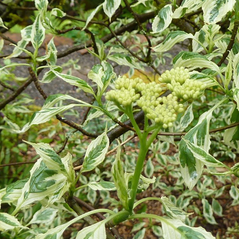 Cornus alternifolia Argentea - Wechselblättriger Hartriegel (Blüte)