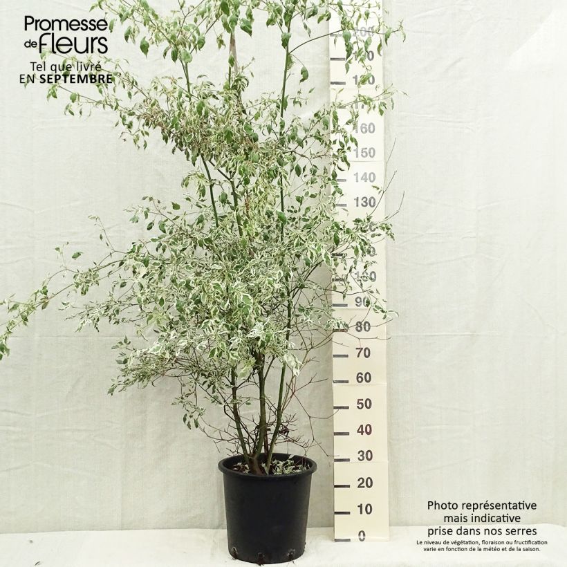 Exemplar von Cornus alternifolia Argentea - Wechselblättriger Hartriegel Topf mit 20L/25L wie im Herbst geliefert