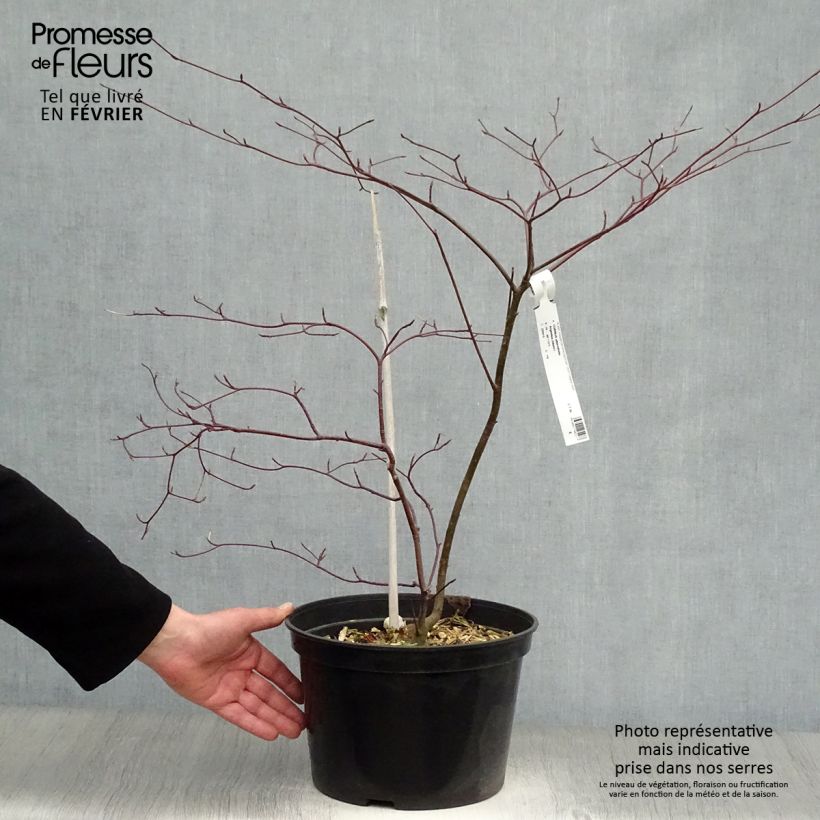 Exemplar von Cornus alternifolia Argentea - Wechselblättriger Hartriegel Topf mit 12L/15L wie im Winter geliefert