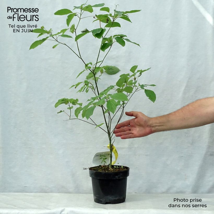 Exemplar von Cornus alternifolia - Wechselblättriger Hartriegel Topf mit 3L/4L wie im Sommer geliefert