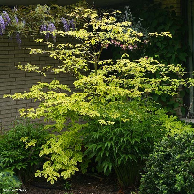 Cornus alternifolia Golden Shadows - Wechselblättriger Hartriegel (Hafen)