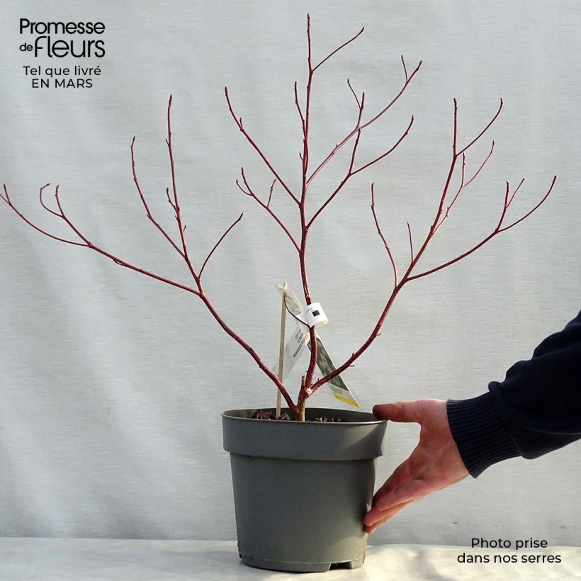 Exemplar von Benthams Hartriegel - Cornus controversa Topf mit 4L/5L wie im Frühjahr geliefert
