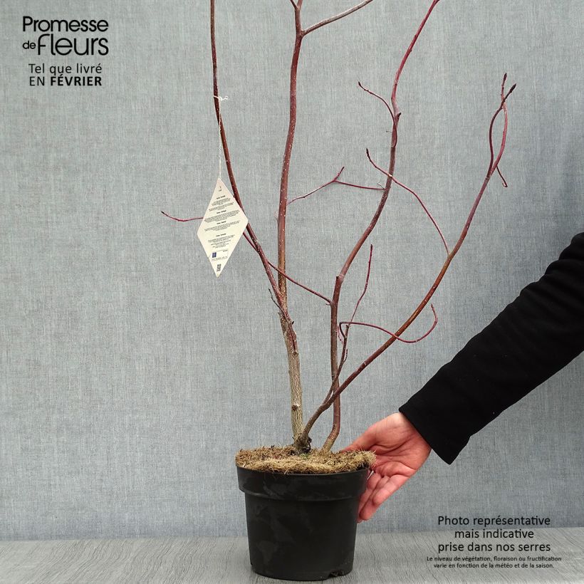 Exemplar von Benthams Hartriegel - Cornus controversa Topf mit 4L/5L wie im Winter geliefert