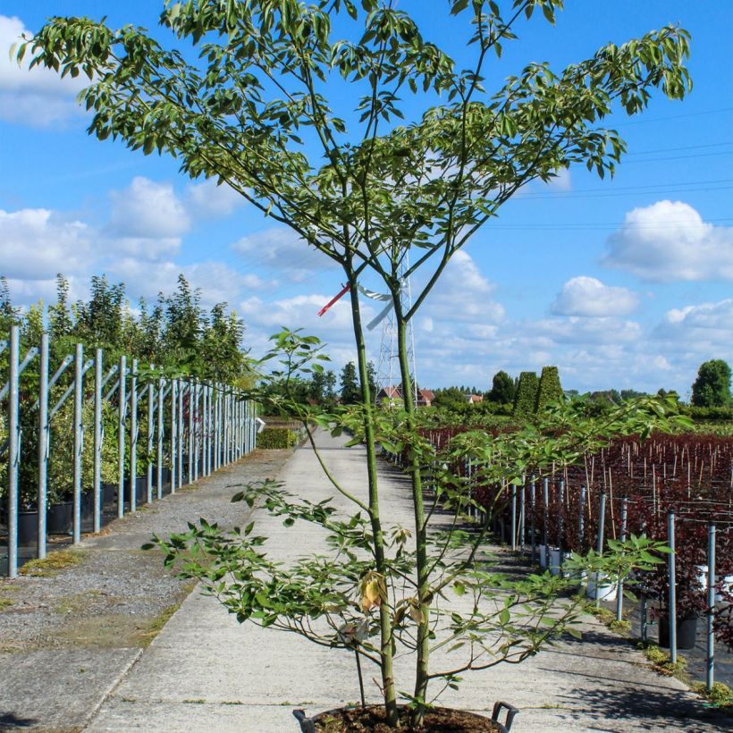 Exemplar von Benthams Hartriegel - Cornus controversa Topf mit 80L/90L wie im Frühjahr geliefert