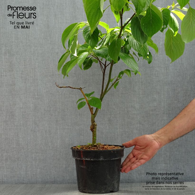 Exemplar von Benthams Hartriegel Pagoda - Cornus controversa Topf mit 4L/5L wie im Frühjahr geliefert