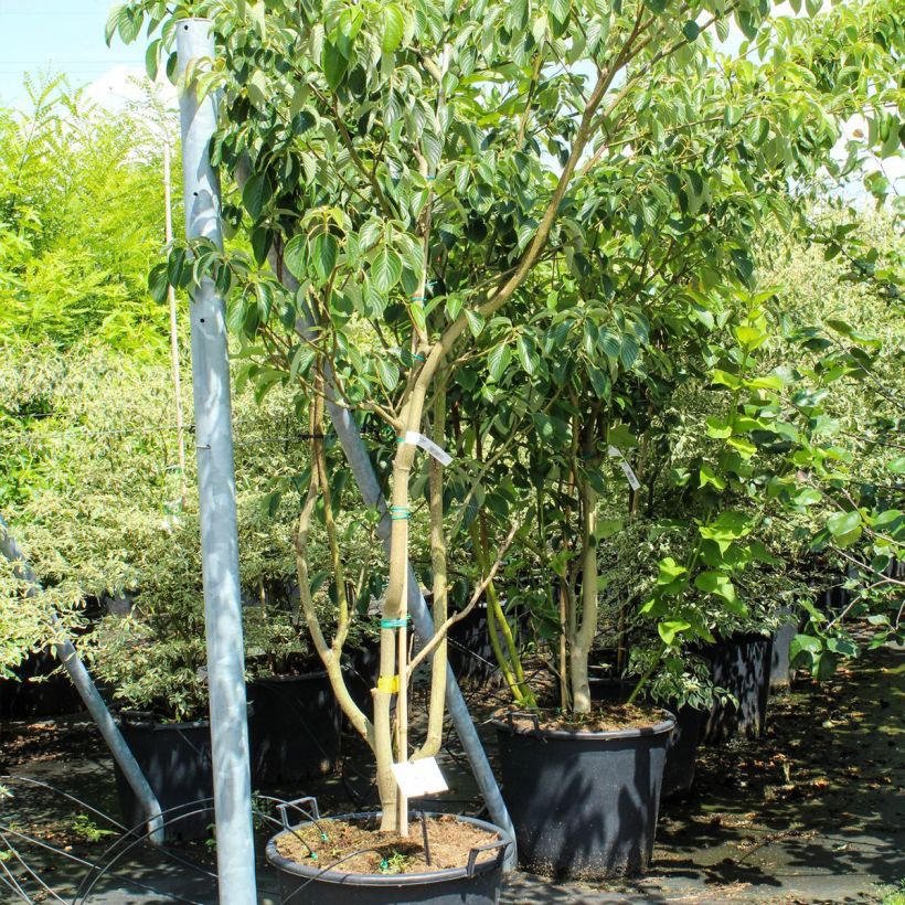 Exemplar von Benthams Hartriegel Pagoda - Cornus controversa Topf mit 70L/75L wie im Frühjahr geliefert