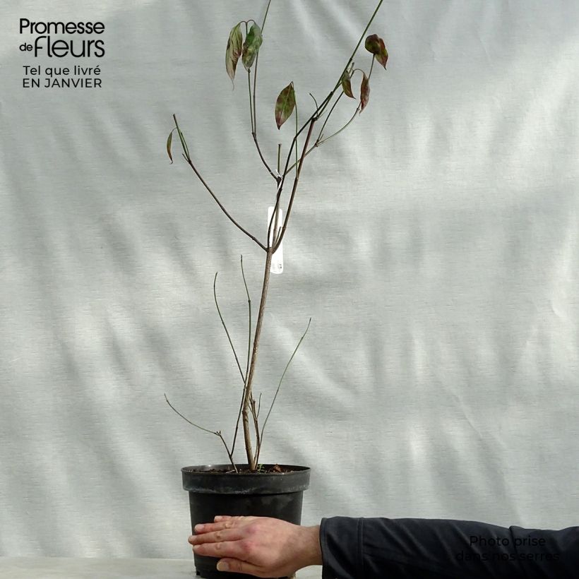 Exemplar von Amerikanischer Blumen-Hartriegel Cherokee Chief - Cornus florida Topf mit 4L/5L wie im Winter geliefert