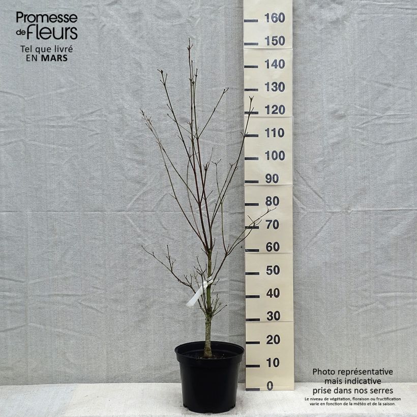 Exemplar von Amerikanischer Blumen-Hartriegel Cloud Nine - Cornus florida Topf mit 7,5L/10L wie im Winter geliefert