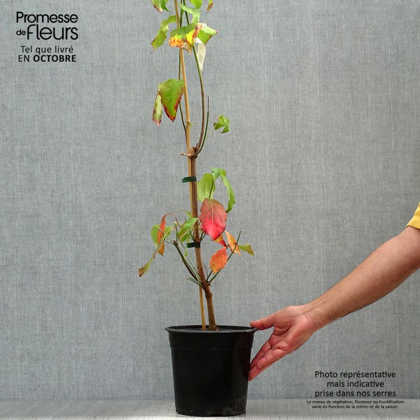 Exemplar von Amerikanischer Blumen-Hartriegel Cloud Nine - Cornus florida Topf mit 4L/5L wie im Herbst geliefert