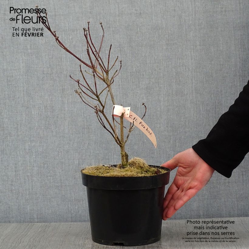 Exemplar von Amerikanischer Blumen-Hartriegel Firebird - Cornus florida Topf mit 4L/5L wie im Winter geliefert