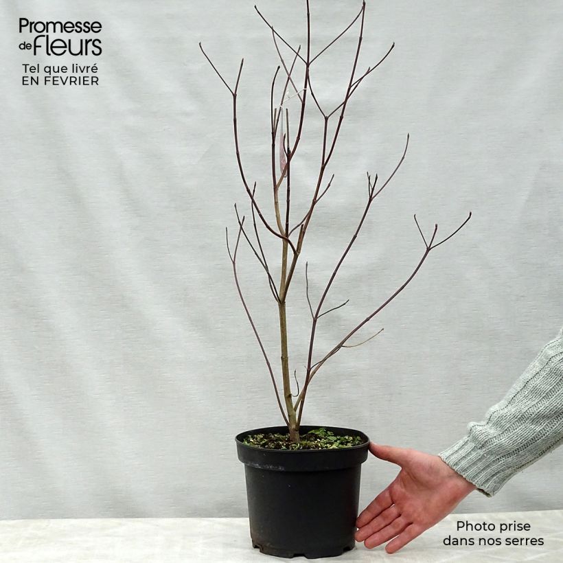 Exemplar von Amerikanischer Blumen-Hartriegel Rubra - Cornus florida Topf mit 4L/5L wie im Winter geliefert