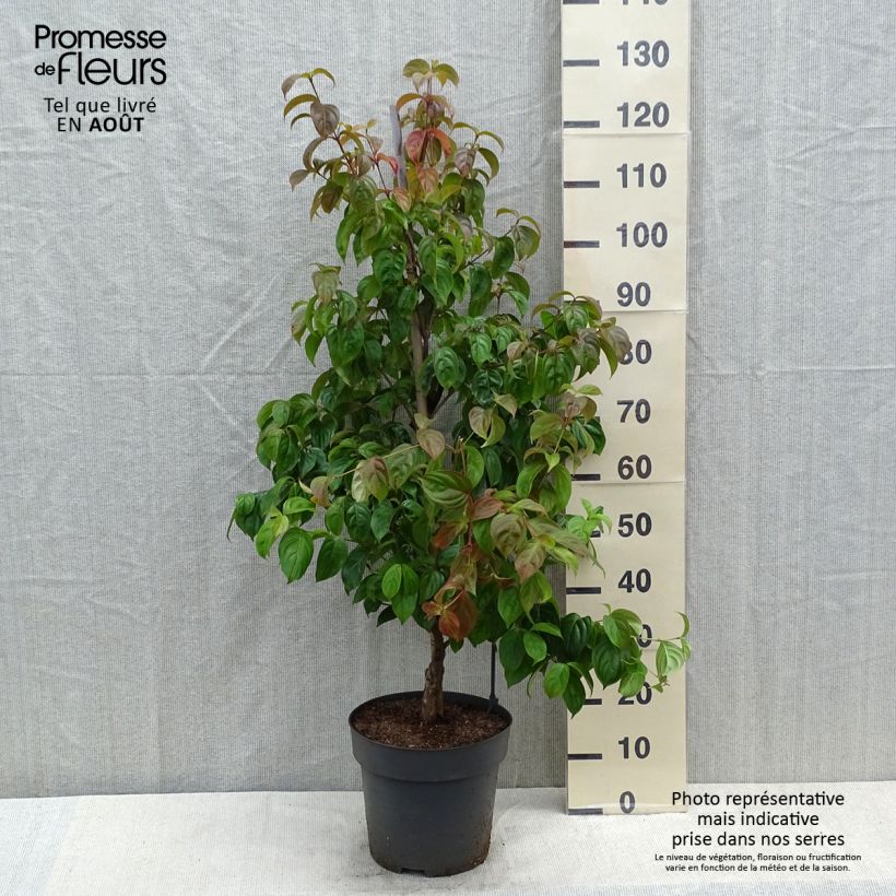Exemplar von Japanischer Blumen-Hartriegel Blooming Pink Tetra - Cornus kousa Topf mit 7,5L/10L wie im Sommer geliefert