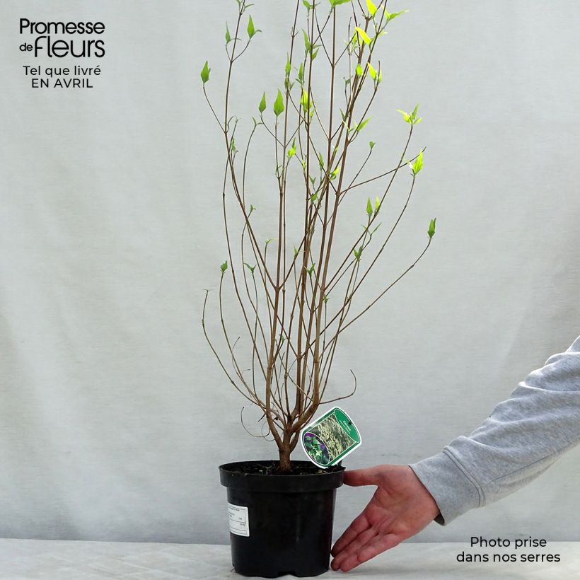 Exemplar von Japanischer Blumen-Hartriegel Chinensis - Cornus kousa Topf mit 3L/4L wie im Frühjahr geliefert