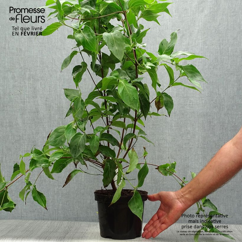 Exemplar von Japanischer Blumen-Hartriegel Chinensis - Cornus kousa Topf mit 3L/4L wie im Herbst geliefert