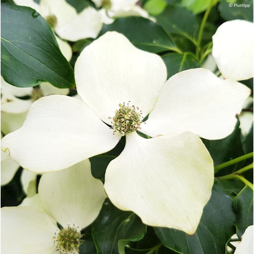 Japanischer Blumen-Hartriegel Flower Tower - Cornus kousa (Blüte)