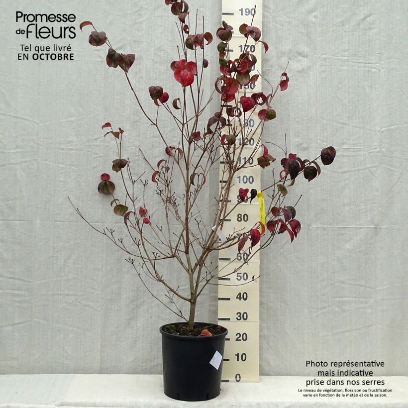 Exemplar von Japanischer Blumen-Hartriegel Heart Throb - Cornus kousa Topf mit 18L/20L wie im Herbst geliefert
