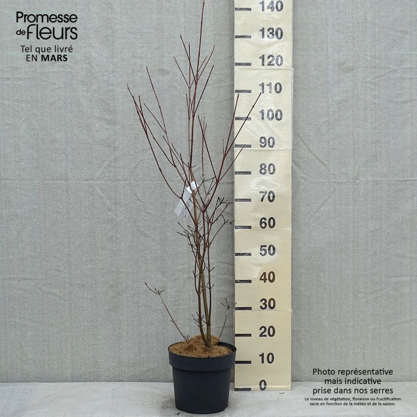Exemplar von Japanischer Blumen-Hartriegel Samaritan - Cornus kousa Topf mit 4L/5L wie im Winter geliefert