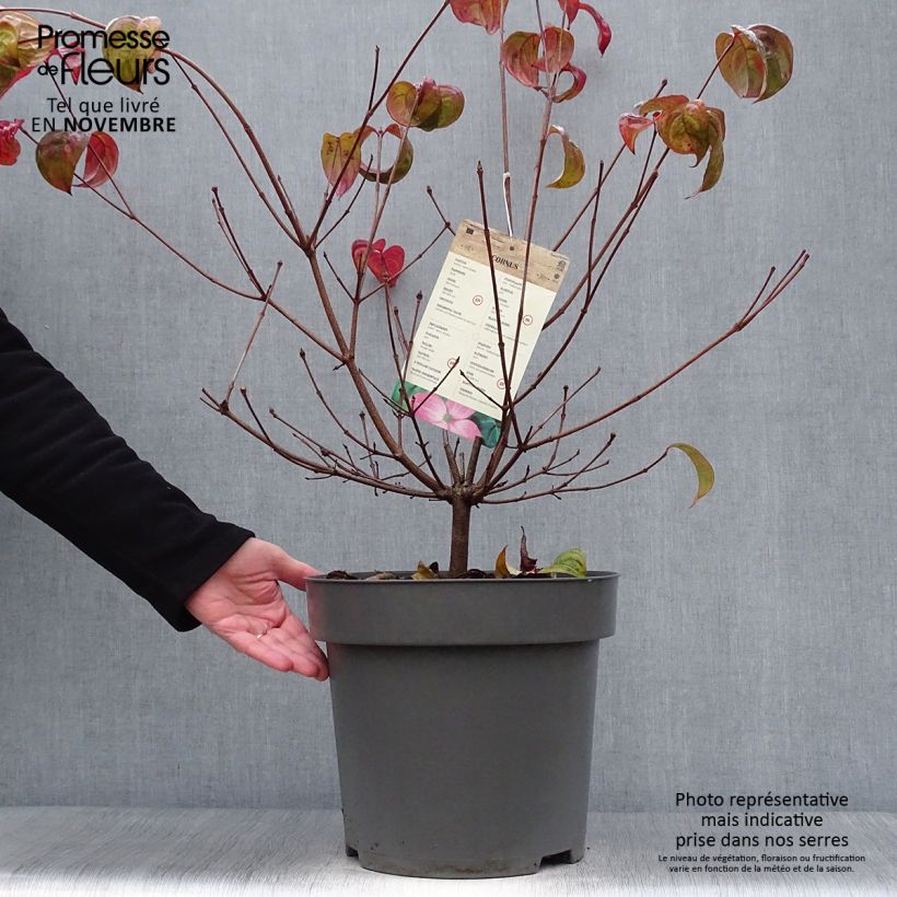Exemplar von Japanischer Blumen-Hartriegel Satomi - Cornus kousa Topf mit 7,5L/10L wie im Herbst geliefert