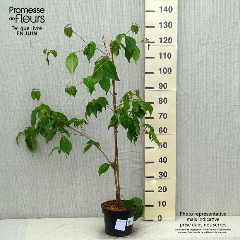 Exemplar von Japanischer Blumen-Hartriegel Teutonia - Cornus kousa Topf mit 4L/5L wie im Sommer geliefert