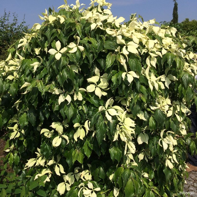 Blumen-Hartriegel Watermelon Sugar - Cornus kousa Japanischer  (Blüte)