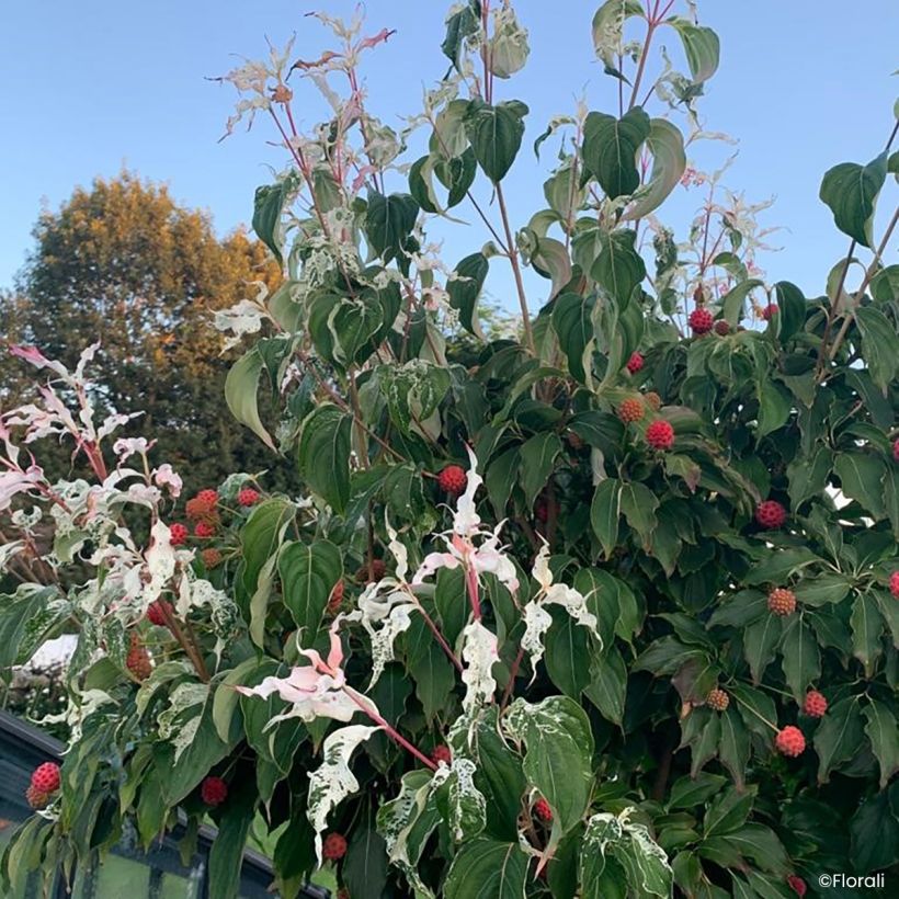 Blumen-Hartriegel Watermelon Sugar - Cornus kousa Japanischer  (Wuchs)