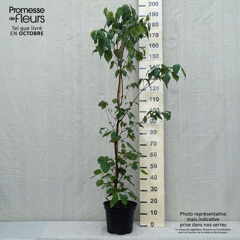 Exemplar von Chinesischer Blumen-Hartriegel Great Star - Cornus kousa subsp. chinensis Topf mit 7,5L/10L wie im Herbst geliefert