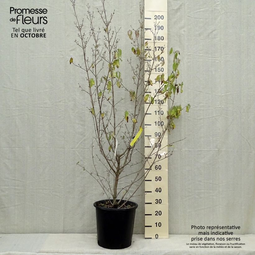 Exemplar von Kornelkirsche Aurea - Cornus mas Topf mit 20L/25L wie im Herbst geliefert