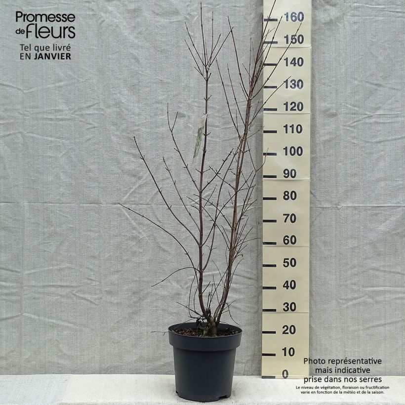 Exemplar von Kornelkirsche - Cornus mas Topf mit 12L/15L wie im Winter geliefert