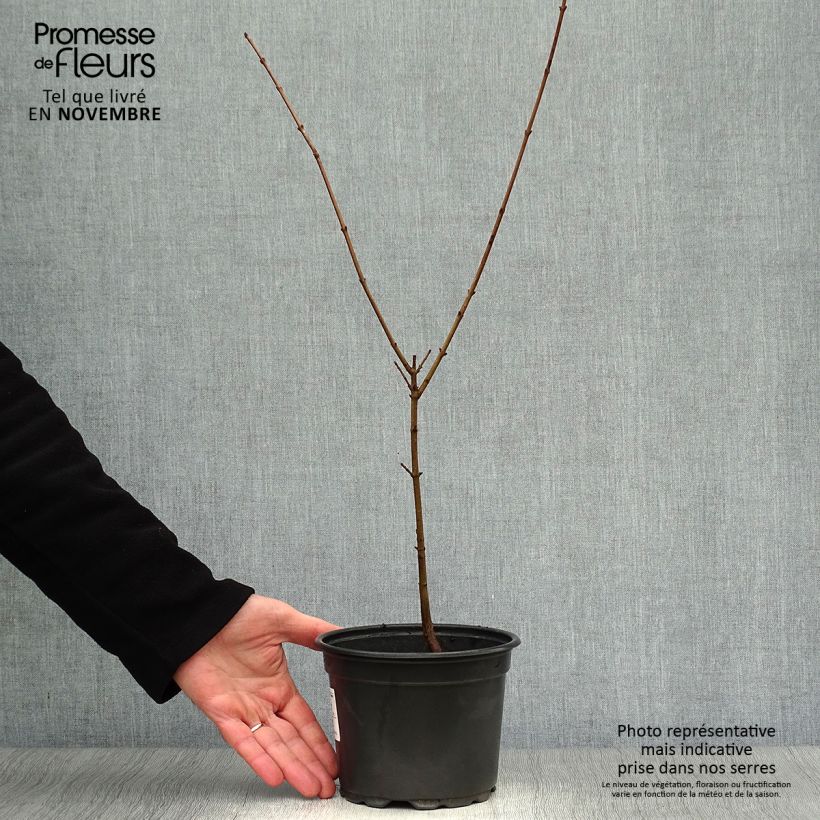 Exemplar von Kornelkirsche - Cornus mas Topf mit 2L/3L wie im Herbst geliefert