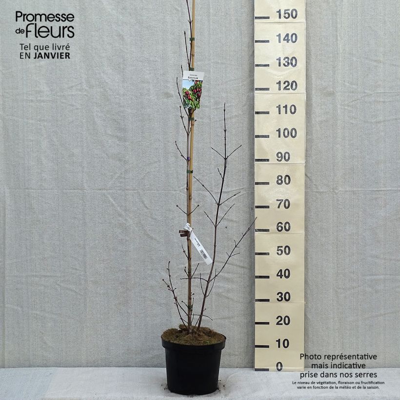 Exemplar von Kornelkirsche Schönbrunner Gourmet Dirndl - Cornus mas Topf mit 7,5L/10L wie im Winter geliefert