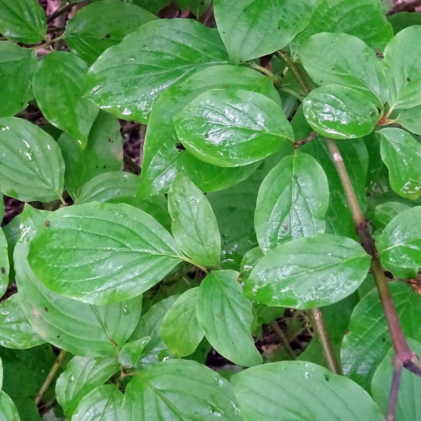 Roter Hartriegel - Cornus sanguinea (Laub)