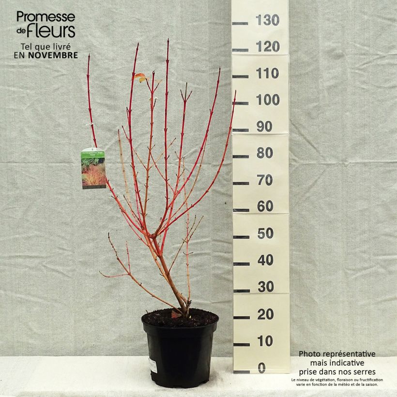 Exemplar von Roter Hartriegel Magic Flame - Cornus sanguinea Topf mit 7,5L/10L wie im Herbst geliefert